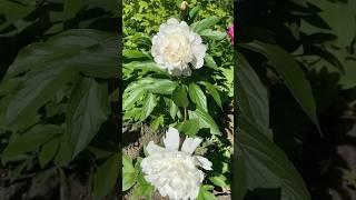 Can you believe this  Secret revealed about Peonies 