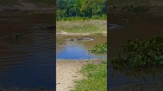 buffaloes facing anaconda