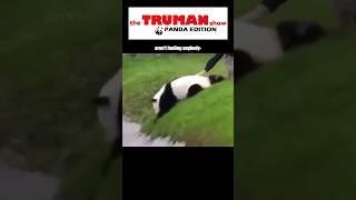 This Panda will definitely make you giggle  #panda #funny #animals #funnypanda #subscribe #foryou