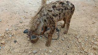 KASHI NA BIYU:- HIRA TARE DA, USAINI MAI DAWA "DADIN DUNIYA" MAI YIWA KURA KAMUN AKUYA.