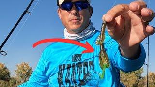 Secret Tips for Successful Bass Fishing!