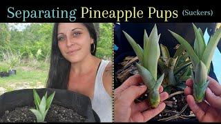 Growing more pineapples - Separating pups/suckers from mother plant