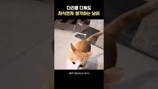 자식이 먼저인 고양이