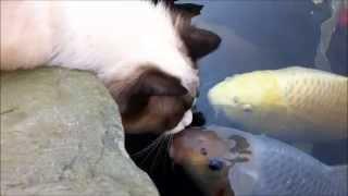 Cat loves his fishy friend (very special)