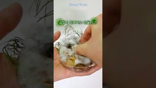 비위 약하신 분들 주의 곰팡이 폰케이스 만들기?? #공예 #shorts