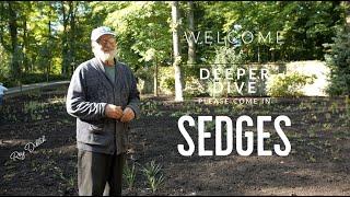 A Deeper Dive - #Sedges  Episode #170