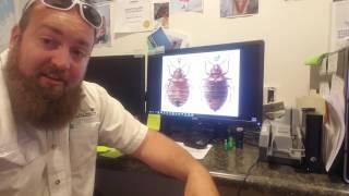 How Bed Bug Infestations Happen