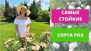 Самые стойкие сорта роз 