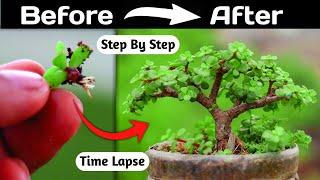 Jade Bonsai Making From Branch Cutting