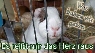 Meerschweinchen in Not - Besuch im Tierheim Quedlinburg - Viele Meerschweinchen suchen ein Zuhause