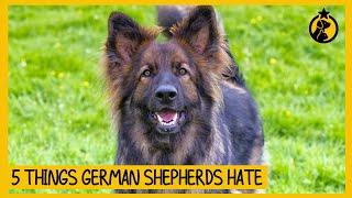 5 Things German Shepherds Hate That You Should Avoid