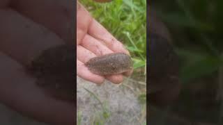 Fire ant hill and Giant Leopard Slug - Florida Wwoof Farm