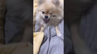 개랑 싸우고 그만 할 기회를 줬더니 갱이씨 반응