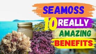 Sea Moss 92 Minerals [10 Amazing Health Benefits]