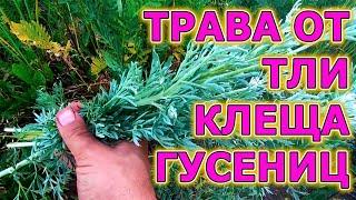 Тля в шоке от этой травы! Вредители боятся ее как огня. Природное средство от тли, клеща и гусениц.