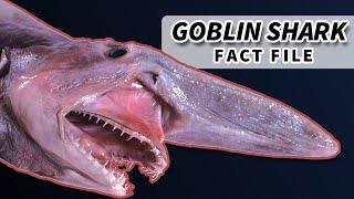 Goblin Shark Facts: Nightmare of the Deep | Animal Fact Files