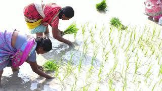 Paddy(Rice) Cultivation At Village. #PaddyCultivation