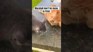 You have to be nice to your friends! #catshorts #cats #barncats #catdrama #fyp