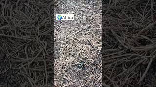 #kenya #африка #кения #кенийскийчай #жизньзаграницей #автопутешествия
