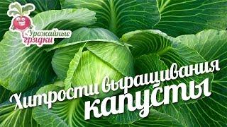 Хитрости выращивания капусты. Урожайные грядки.