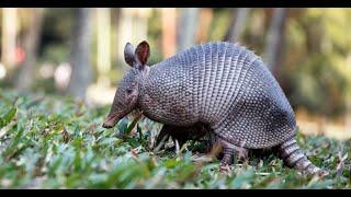 Top 9 ANIMALS WITH SHELLS  || 9 EXAMPLES OF ANIMALS WITH SHELLS