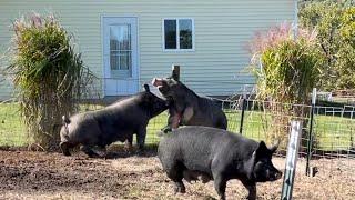 FIGHTING PIGS,  Weaned sow breaks into mommas pasture with their piglets