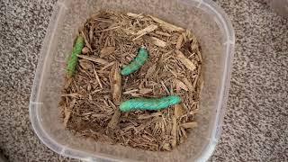 Hornworm Breeding: Worm to Manduca Moth (Step 2) #caterpillar #bug #reptiles