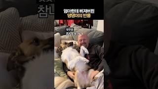 엄마한테 삐져버린 댕댕이의 반응 #완전삐졌개