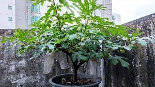 无花果要想长得个大又高产，打头不可取，抹芽留芽是关键，快看看