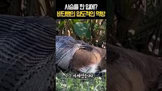 사슴을 한입에? 비단뱀의 압도적인 먹방