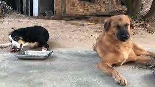 Dogs eat bone again episode 300| By Dog Food TV