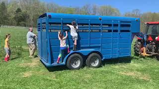 Moving the Goats!