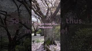 Vancouver daily #travelvlog #walkaround #cherryblossomchannel