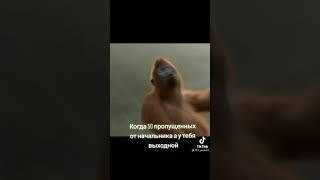Абезьяне по феншую