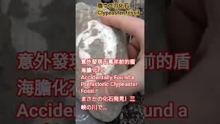 發現盾海膽化石！(まさかの化石発見！三峡の川で…)(Accidentally Found a Prehistoric Clypeaster Fossil!)