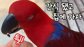 [지구젤리/일상] 산책 나왔는데 집순이 앵무새는 집에 가고싶대요.