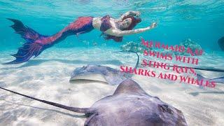 Mermaid swimming with Sting Rays, Sharks and Whales - Mermaid Kat