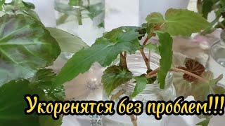 Бегонию укореняю так и Вам советую.