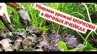 Какая морковь выросла в ЯИЧНЫХ ЯЧЕЙКАХ?!!! Уборка урожая. Дача Удача