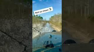 Alligators Around My Jeep!