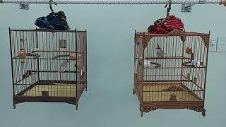 Cách Phân Biệt Chào Mào Trống và Chim Mái - Cách 1 Là Treo 2 Lồng - Chim Nào Hót Trước Là Trống