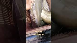 এতো বড় বোয়ালমাছ আমি প্রথম দেখলাম Big fish seen ever first Time #bigfish #fishing