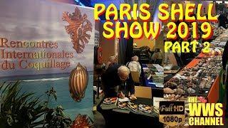 Thousands of seashells ! Paris Shell Show 2019 (France) Sea shell Collection (Part 2)