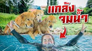 ถ้าแกล้งจมน้ำต่อหน้า หมาจะช่วยเรามั้ย? | Japan and Friends