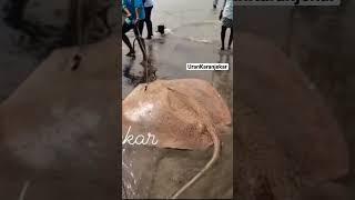 #stingray #monsterstingray #kitefish #uran #karanja #jetty