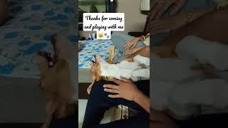 Beagle dog welcoming friends at home ️ | living with a beagle #shorts #short