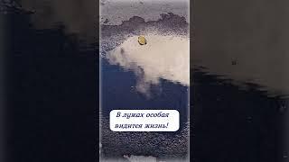 В ЛУЖЕ