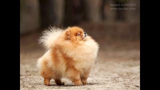 Cute Pomeranian dog Darikar Ummy. #001 #pomeranians  #cutepomeranian #pomeranianlovers