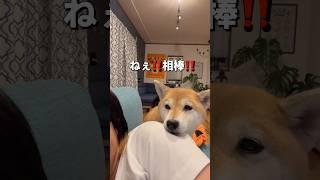 なんだかんだで優しいポン#柴犬 #shiba #shorts