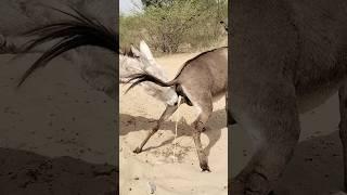 #donkey#reelsvideo #shorts #pets #trending